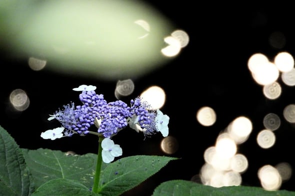DSCN5982