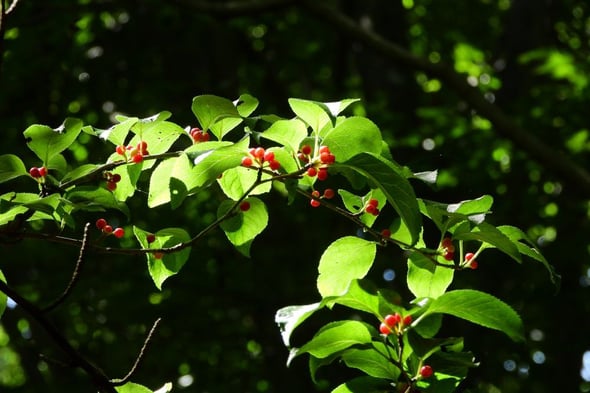 DSCN6044