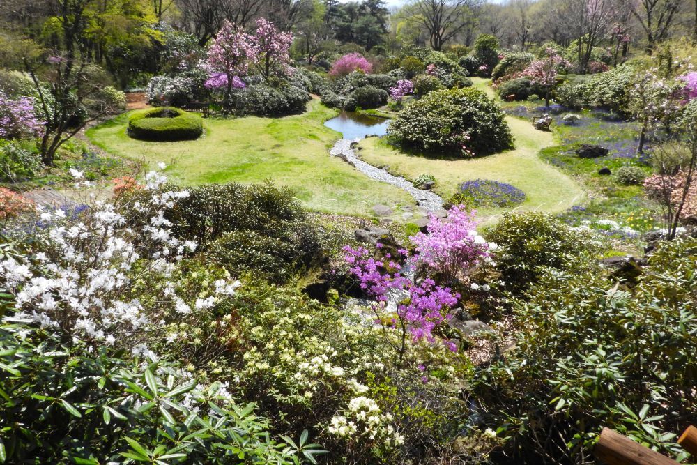 八重桜エリア2026 期間限定OPEN | スタッフブログ | 赤城自然園