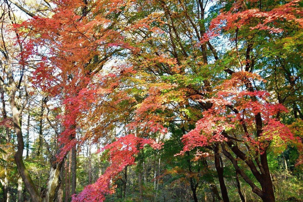 紅葉☆即購入OK様☆専用☆ 2024紅葉情報N0.5 | スタッフブログ | 赤城自然園