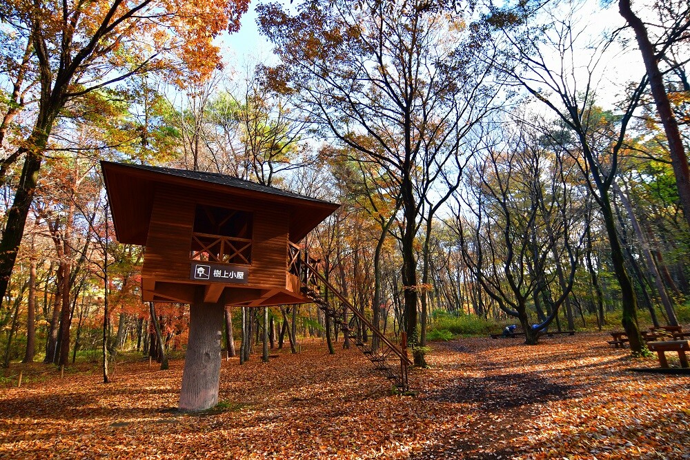 2024紅葉情報N0.5 | スタッフブログ | 赤城自然園