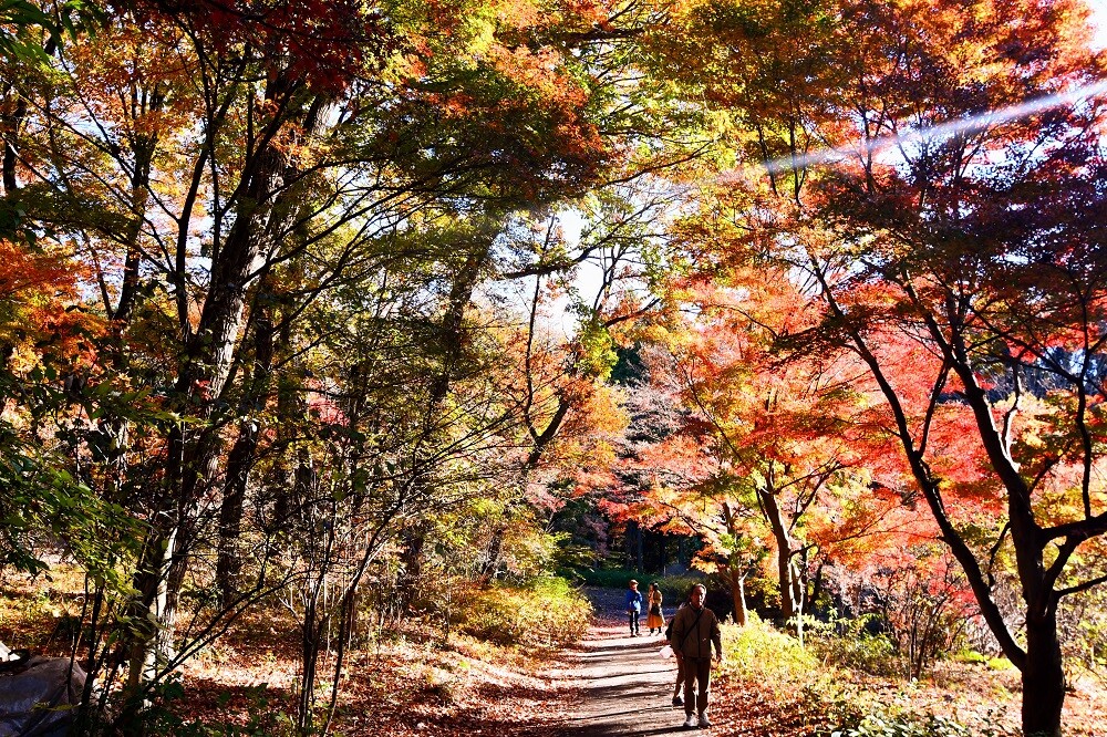 紅葉ページ もみじの紅葉 in Ena, Gifu Prefecture | Ask Anything