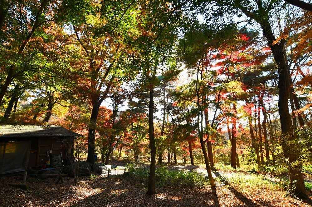 2024紅葉情報N0.5 | スタッフブログ | 赤城自然園