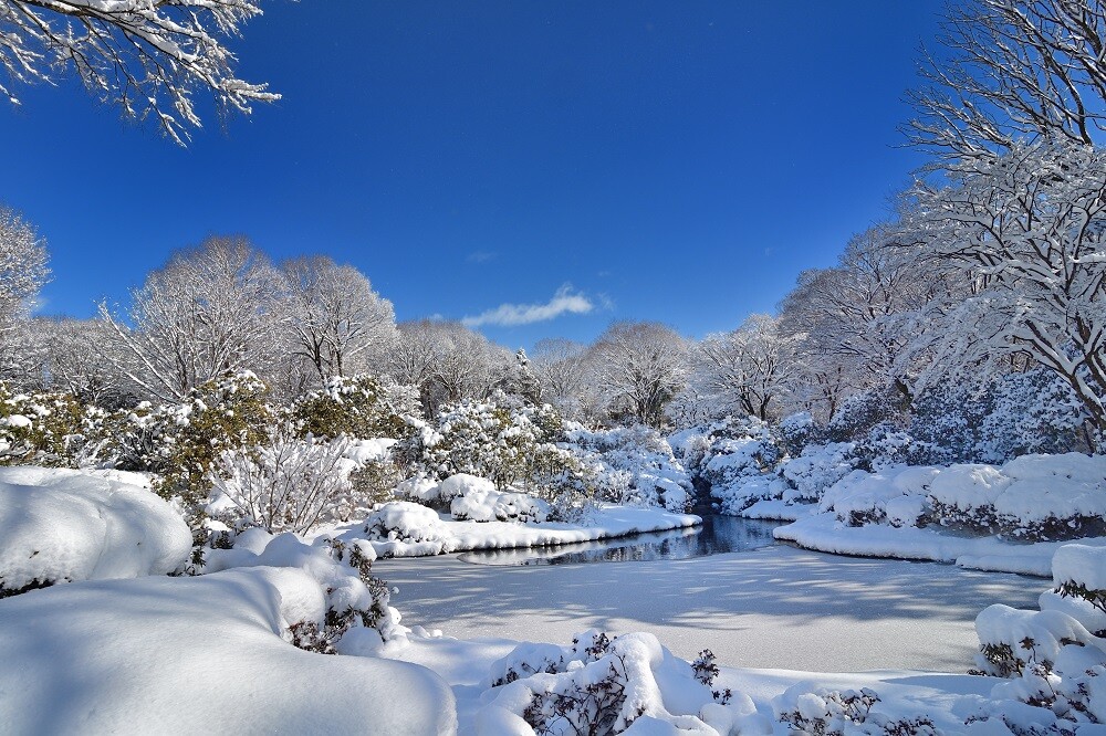 寒波の2月 | スタッフブログ | 赤城自然園