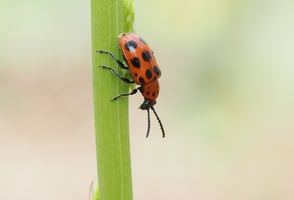 筒井学が見つけた「森の小さな主役たち」#2