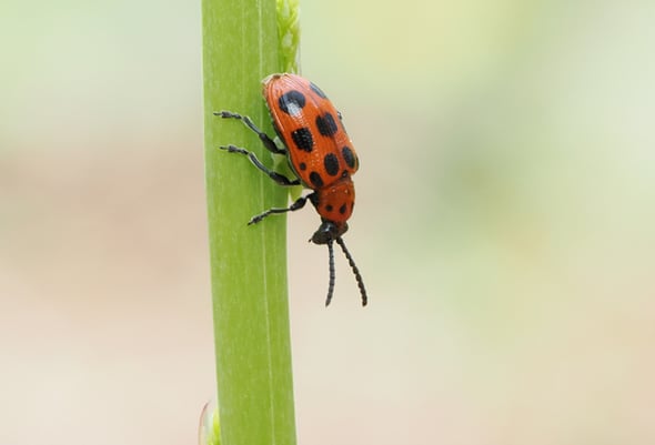 P4177744ジュウシホシクビナガハムシ