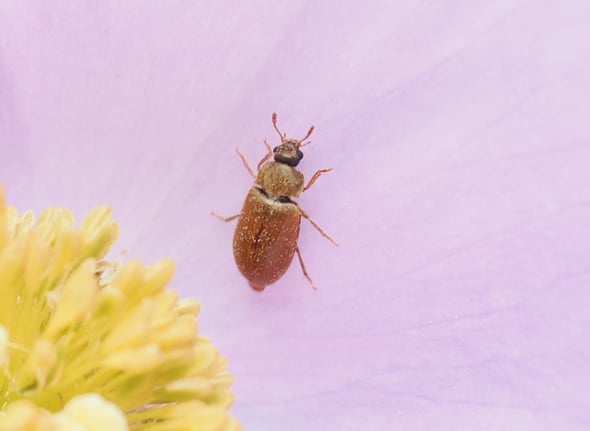 P4177888キスイモドキ