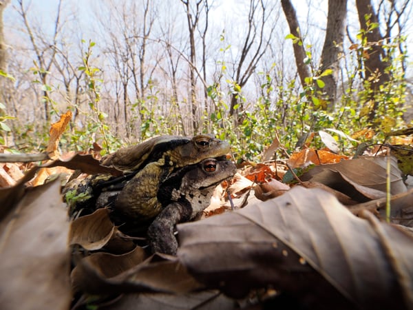 アズマヒキガエル1