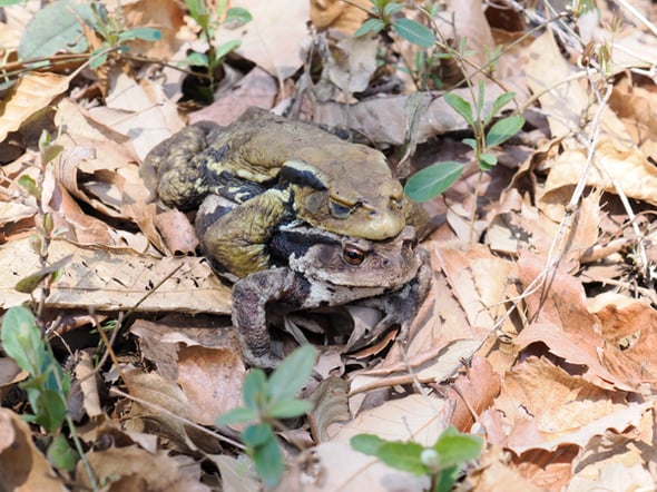 アズマヒキガエル4