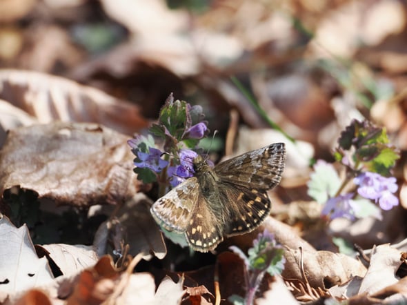 カキドオシ・ミヤマセセリ