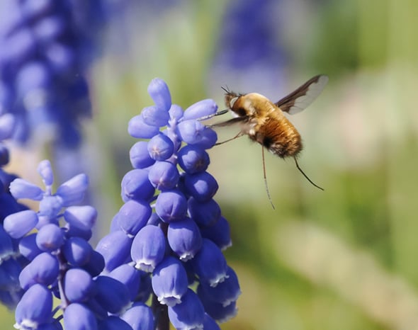 ムスカリ・ビロードツリアブ