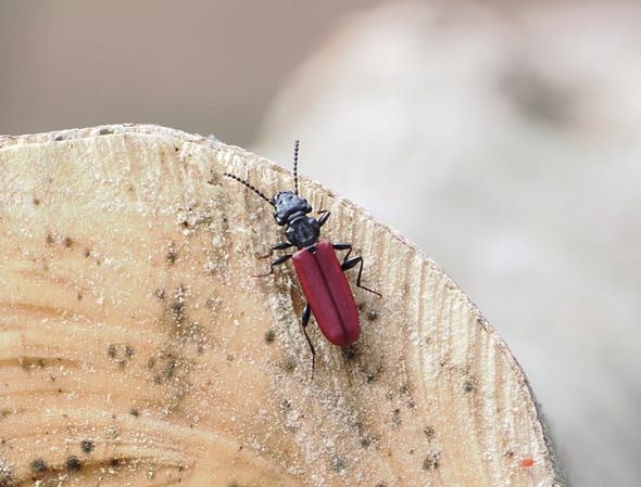 P4053657ベニヒラタムシ