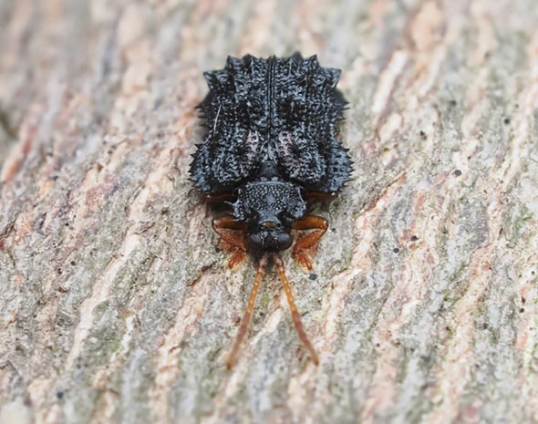 P4053748カタビロトゲハムシ