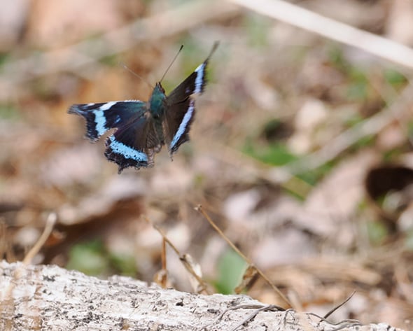 _4056871ルリタテハ