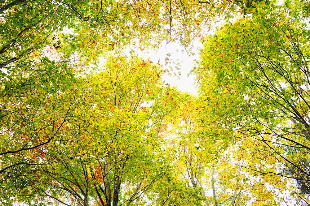 2024紅葉情報N0.3 | スタッフブログ | 赤城自然園
