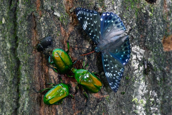 アオカナブン-スミナガシ 72-600dpi