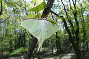 オオミズアオ72-600dpi