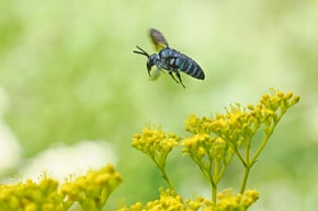 ルリモンハナバチ72-600dpi