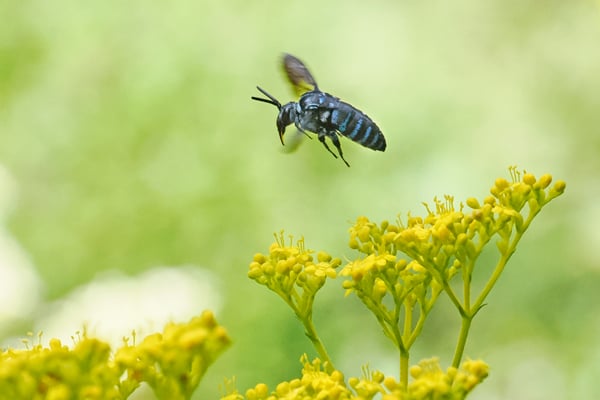 ルリモンハナバチ