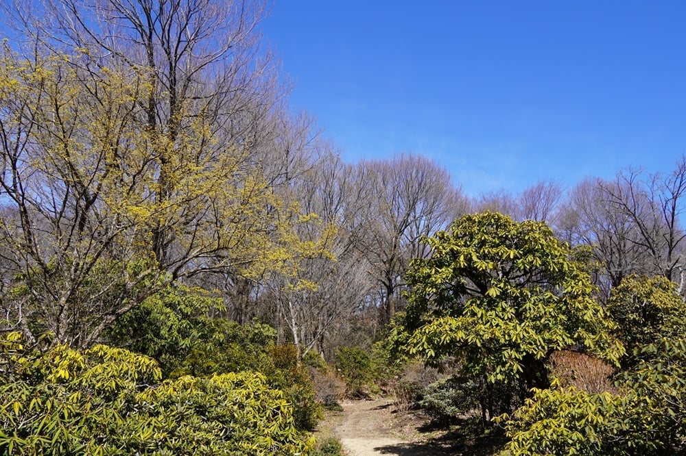 園内風景 | 今日の赤城自然園 | 赤城自然園