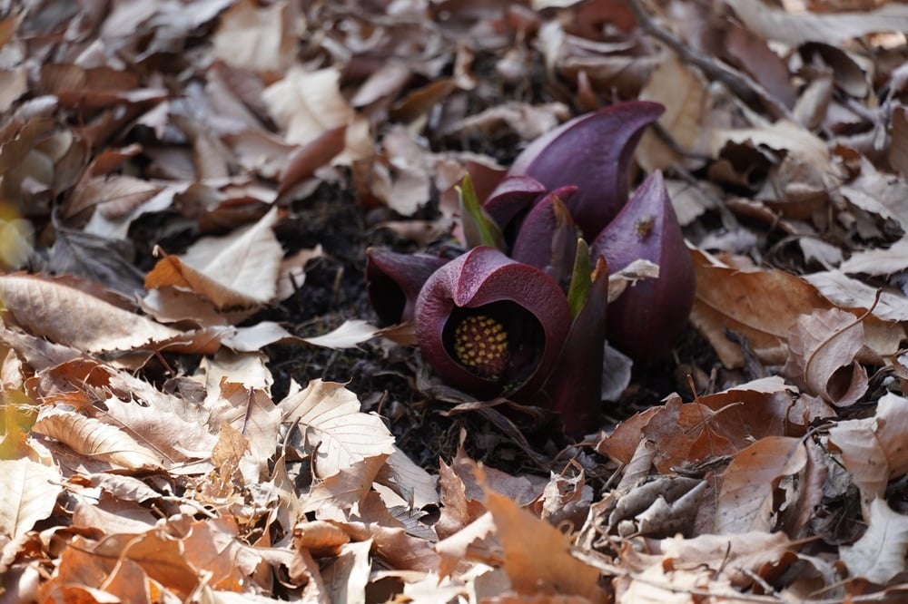 20260323 ザゼンソウ ミズスマシの池