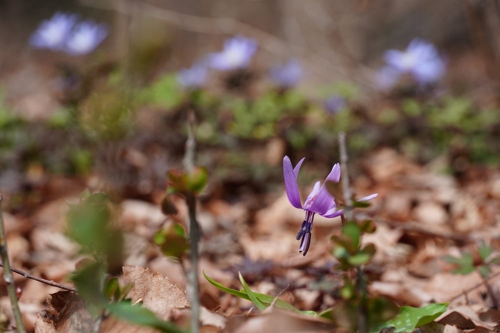 20260323 園内風景 道標13番付近