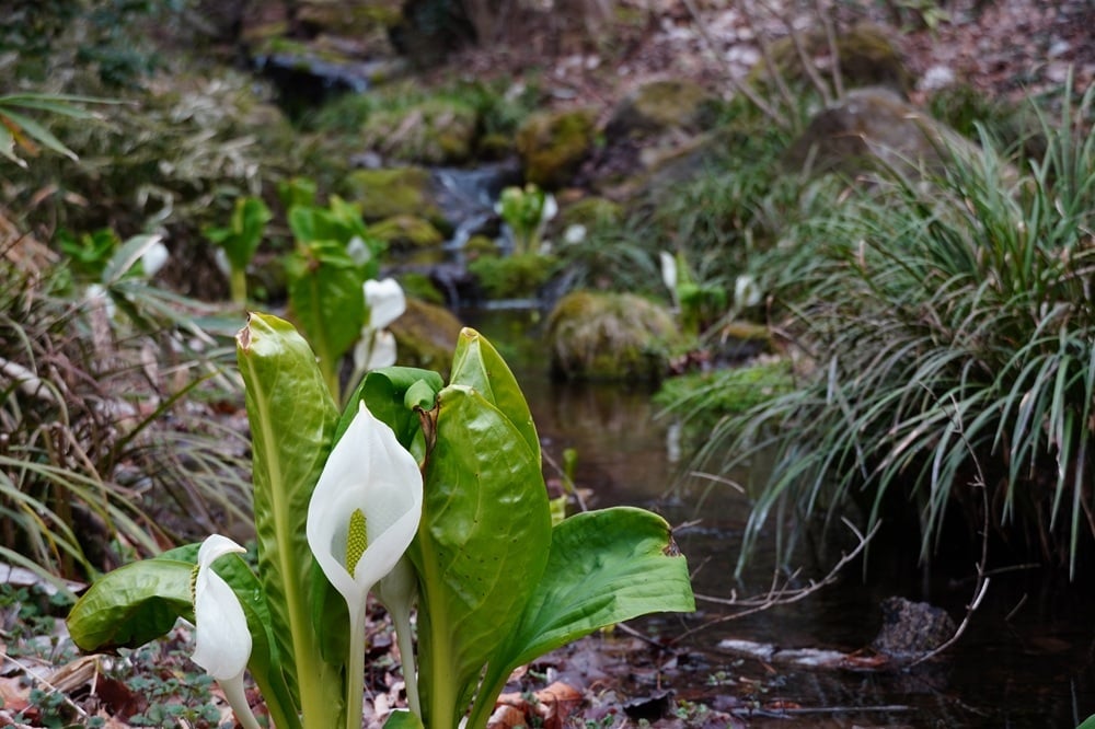 今日の赤城自然園