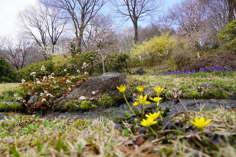 今日の赤城自然園