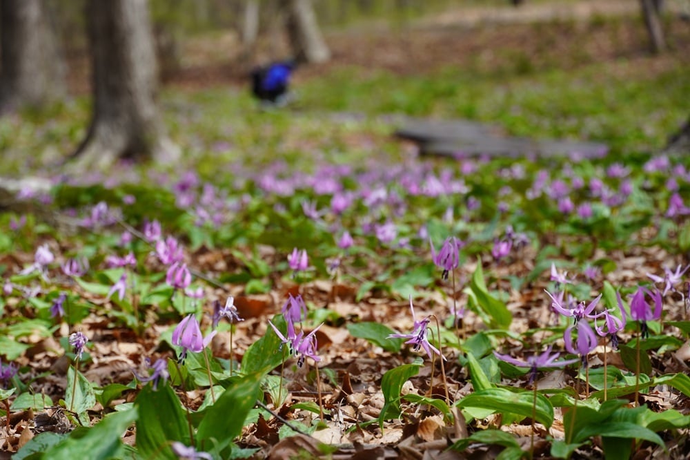 今日の赤城自然園