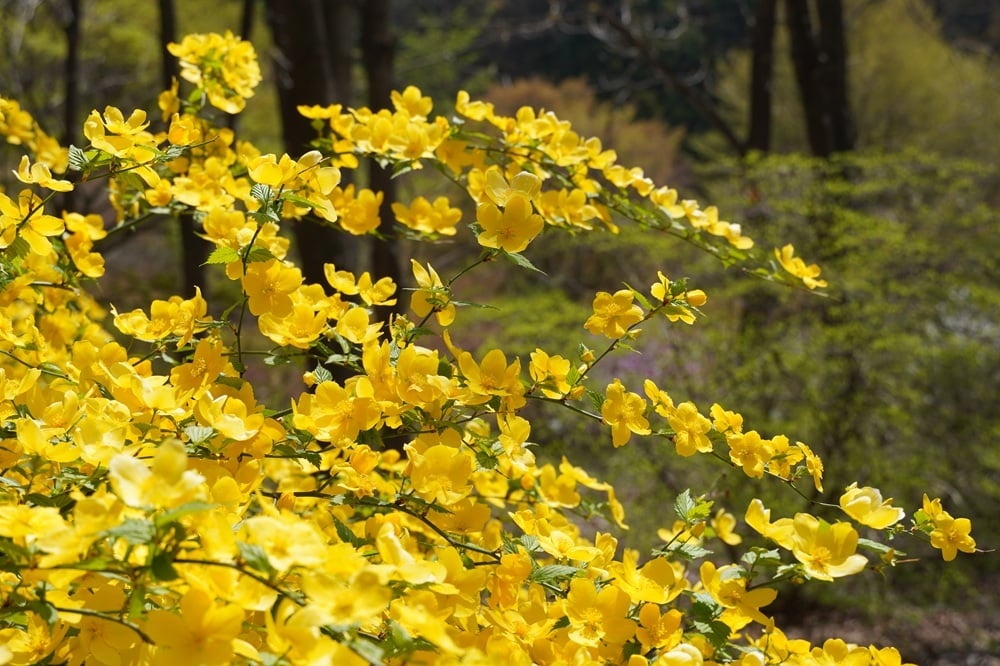 今日の赤城自然園