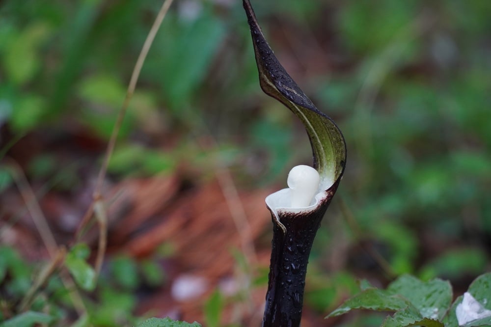 今日の赤城自然園