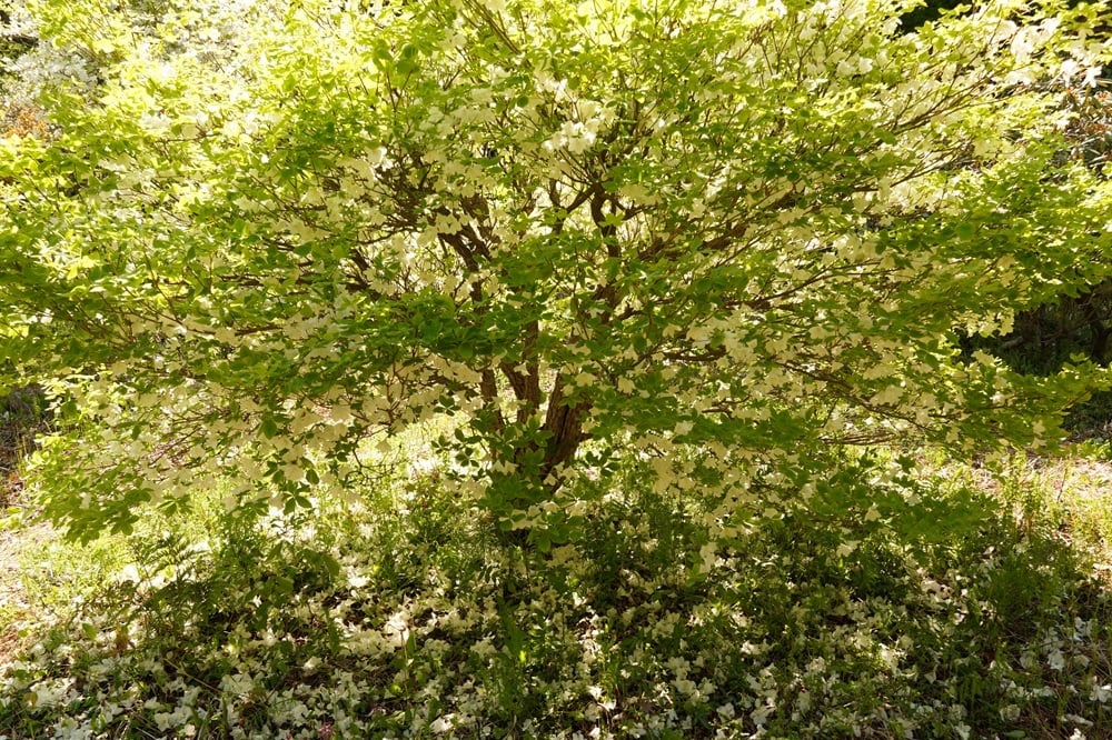 今日の赤城自然園