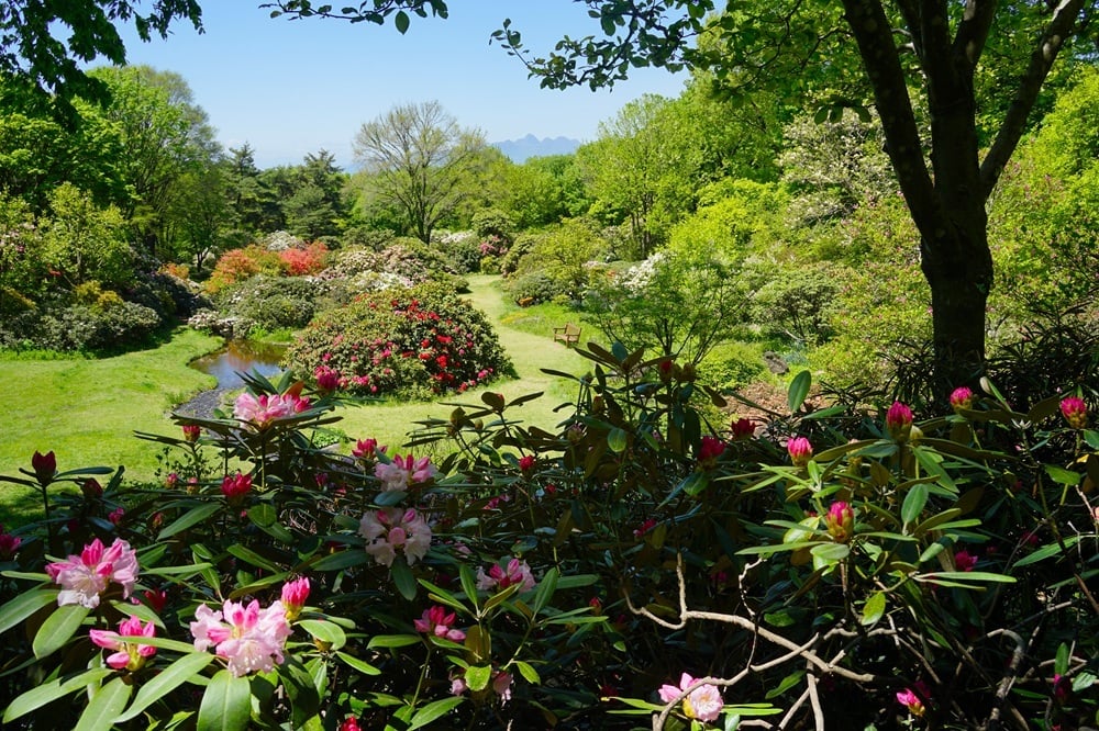 園内風景 | 今日の赤城自然園 | 赤城自然園