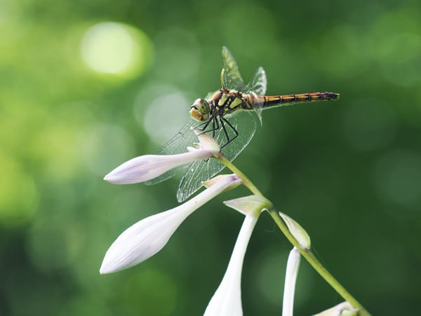 5P8069202アキアカネ