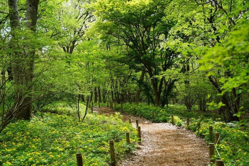 園内風景 | 今日の赤城自然園 | 赤城自然園