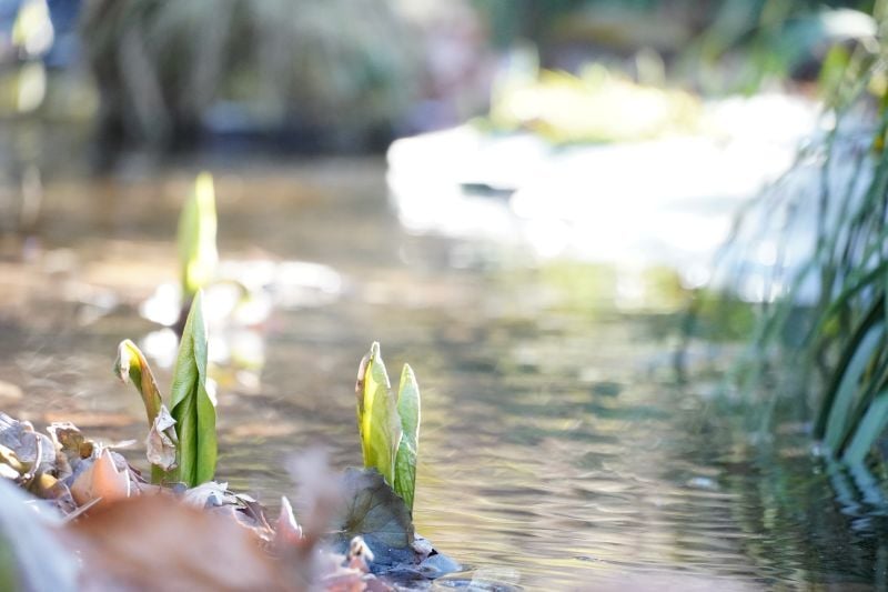 今日の赤城自然園