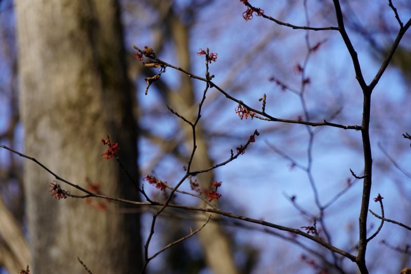 今日の赤城自然園