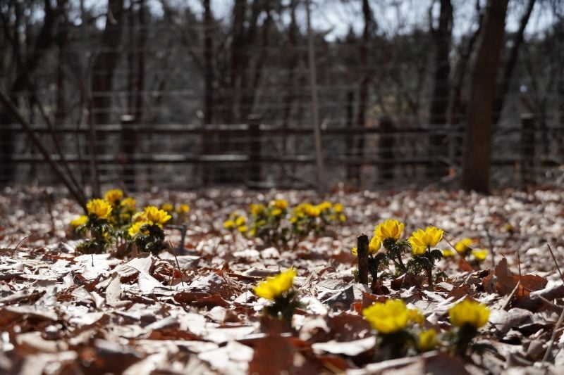 今日の赤城自然園