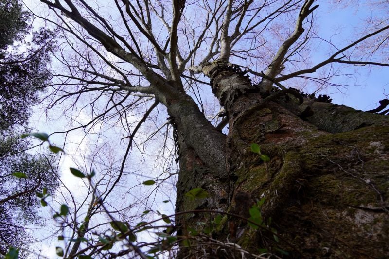 今日の赤城自然園