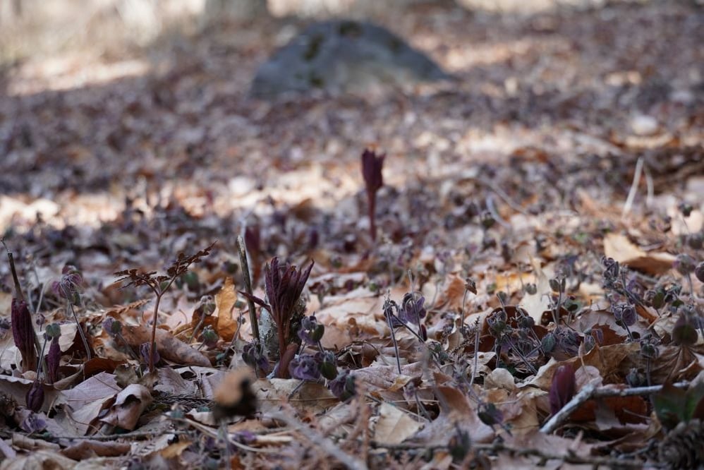 今日の赤城自然園