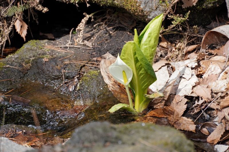 今日の赤城自然園