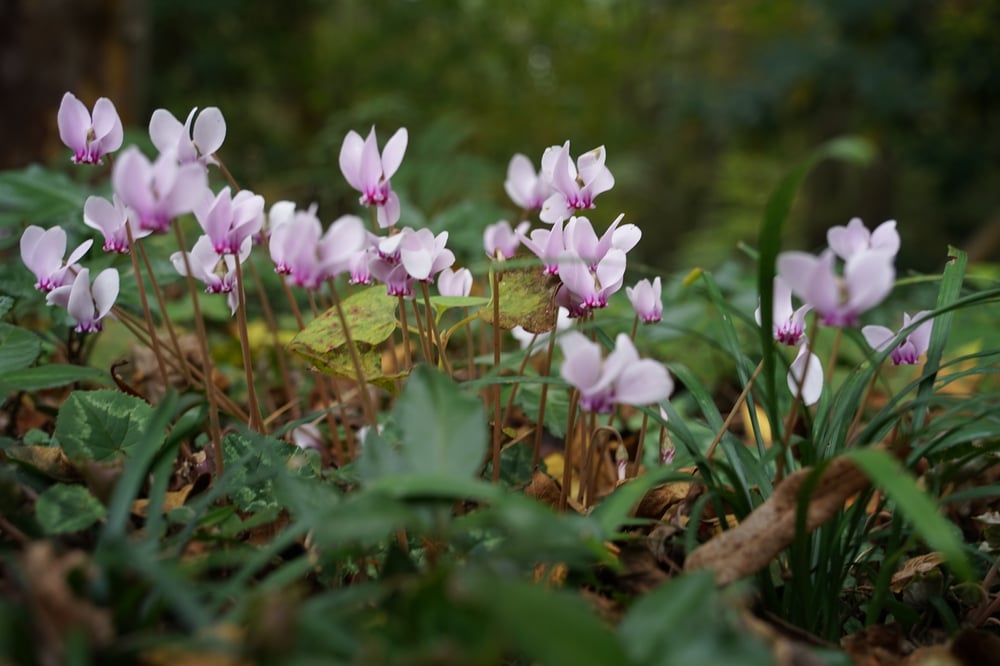 今日の赤城自然園