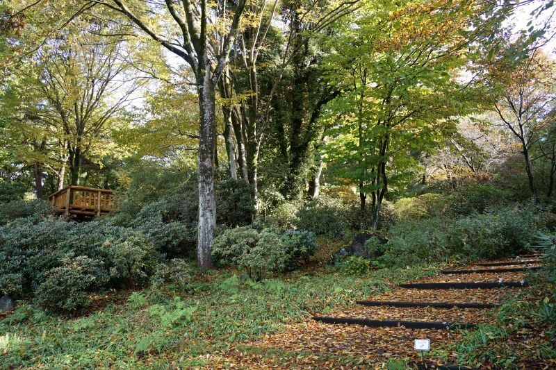 今日の赤城自然園