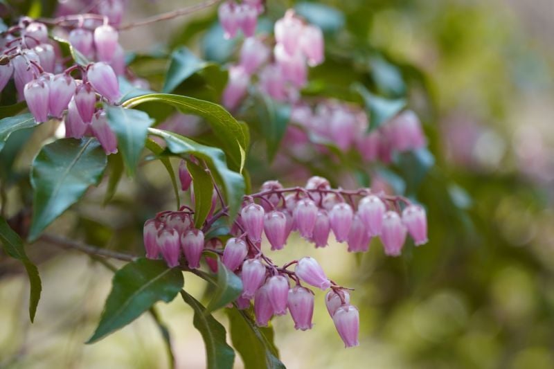 今日の赤城自然園