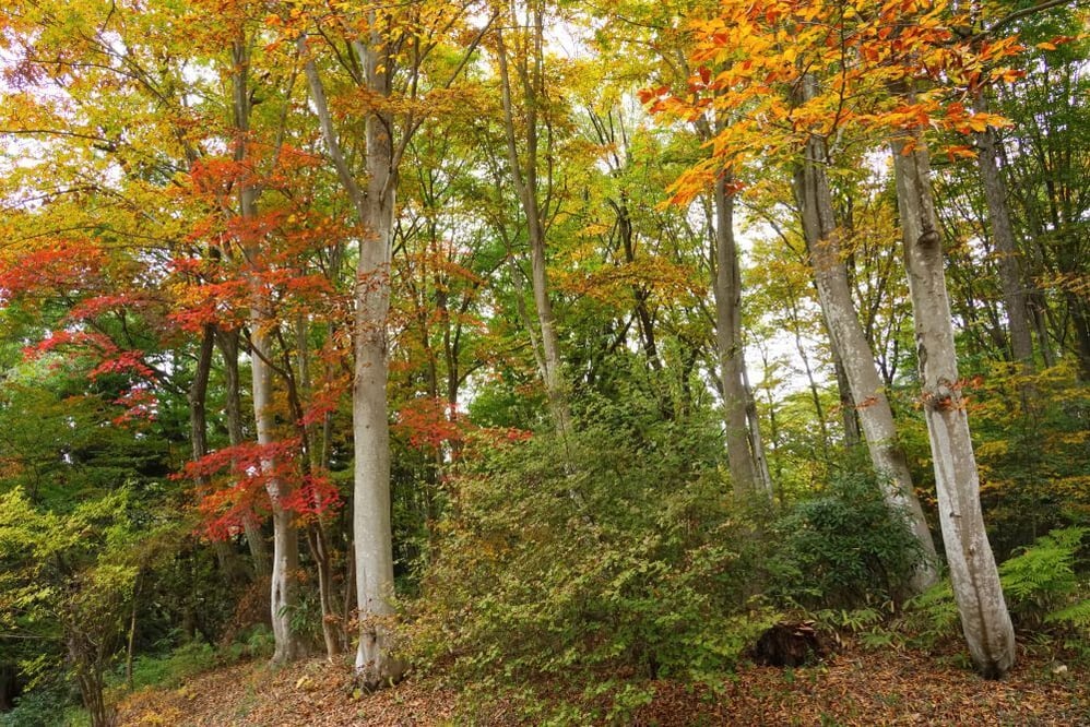 今日の赤城自然園