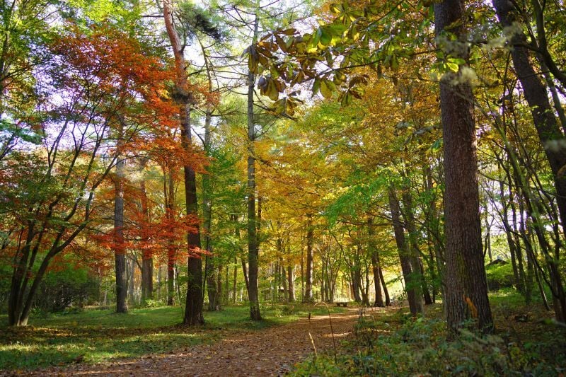 今日の赤城自然園