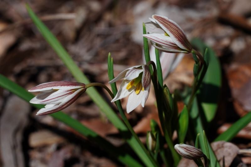 今日の赤城自然園