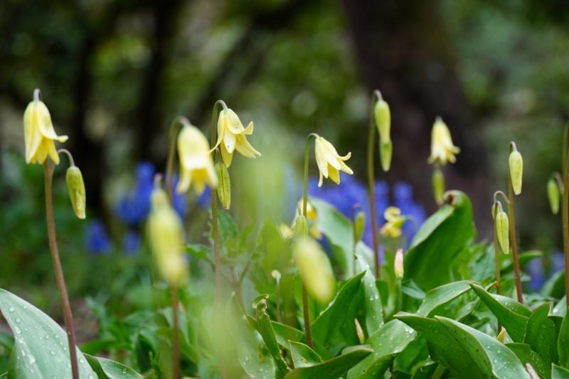 今日の赤城自然園