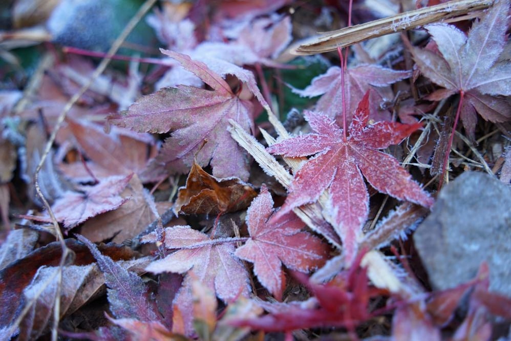 今日の赤城自然園