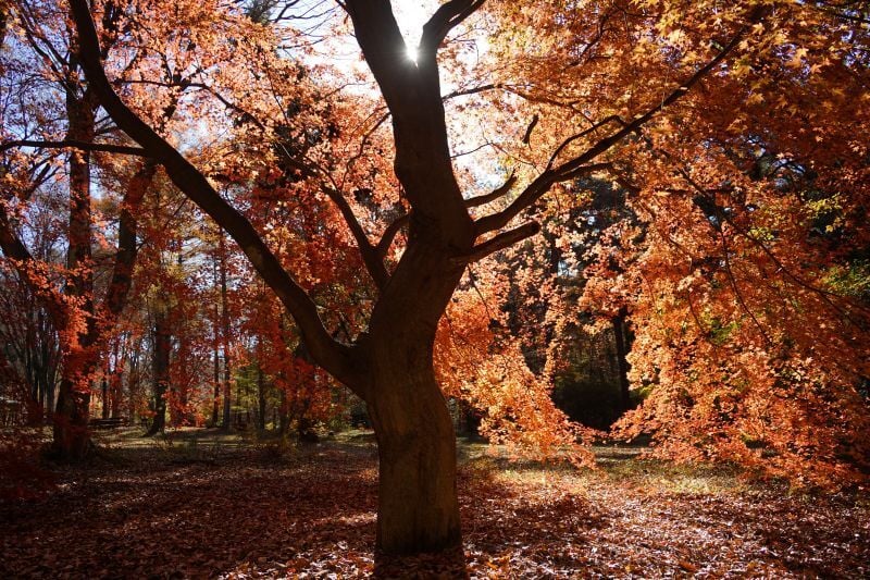今日の赤城自然園